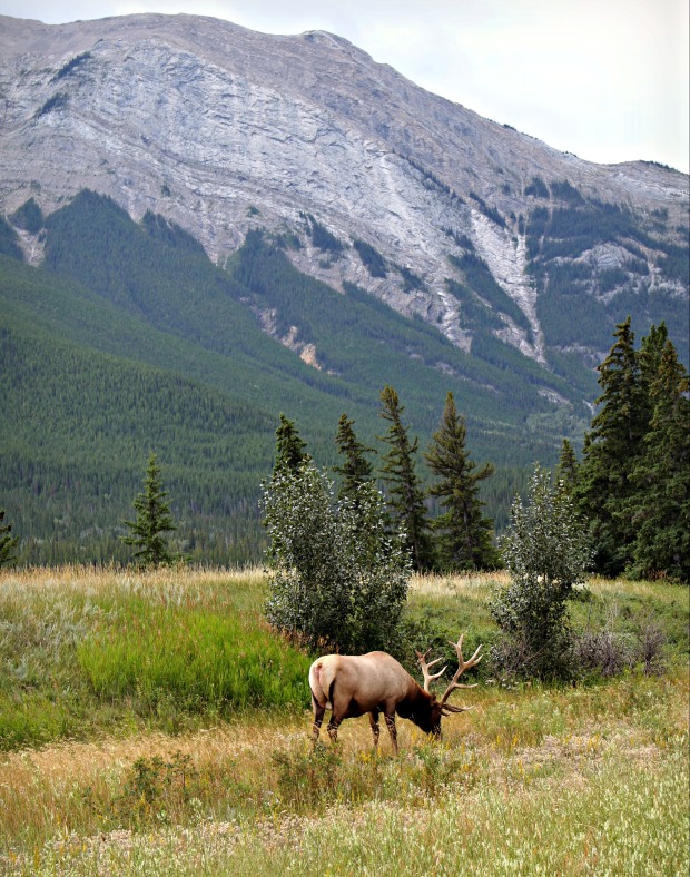 Elk Image